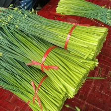 精品韭苔大量上市