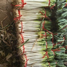 饶阳长白<font color=red>大葱</font>大量上市中，规格齐全，量