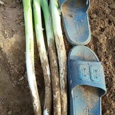 饶阳长白大葱大量上市中，规格齐全，量大从优，欢迎电联