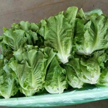 济宁市金乡县精品生菜大量上市，货源充足，价格便宜