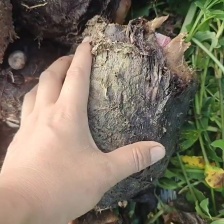 云南精品芋头大量供货 对接加工厂/市场/团购/品质保证