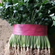 <font color=red>香菜</font>