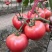 硬粉西红柿 精选番茄 口感好柿子 河南开封发货 货源充足