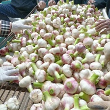 〔精选〕大蒜，新鲜白皮大蒜，大量上市。扒皮蒜可视频看货