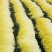 优质韭黄，色泽金黄，产地直供，量大从优，欢迎光临！