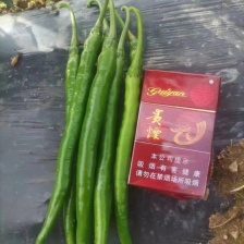 <font color=red>生姜</font>贵州二黄姜