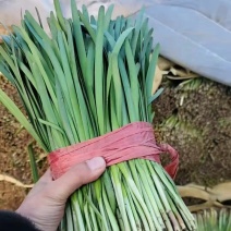 精品大叶韭菜大量供应，全国发货，诚信经营，可对接各大批发市场