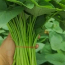番薯叶大量上市了，产地直销，常年有货