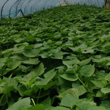 番薯叶大量上市了，产地直销，常年有货