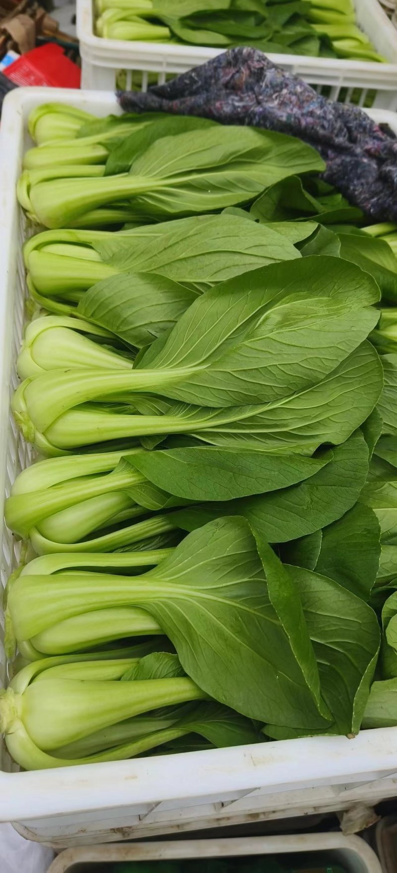 聊城小油菜翠绿鲜嫩大小都有无烧心烧边冷库打冷耐储存