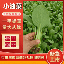 聊城小油菜翠绿鲜嫩大小都有无烧心烧边冷库打冷耐储存