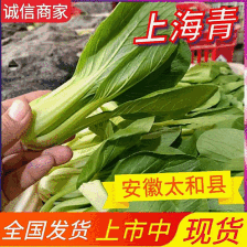 聊城小油菜翠绿鲜嫩大小都有无烧心烧边冷库打冷耐储存