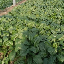 大叶菠菜