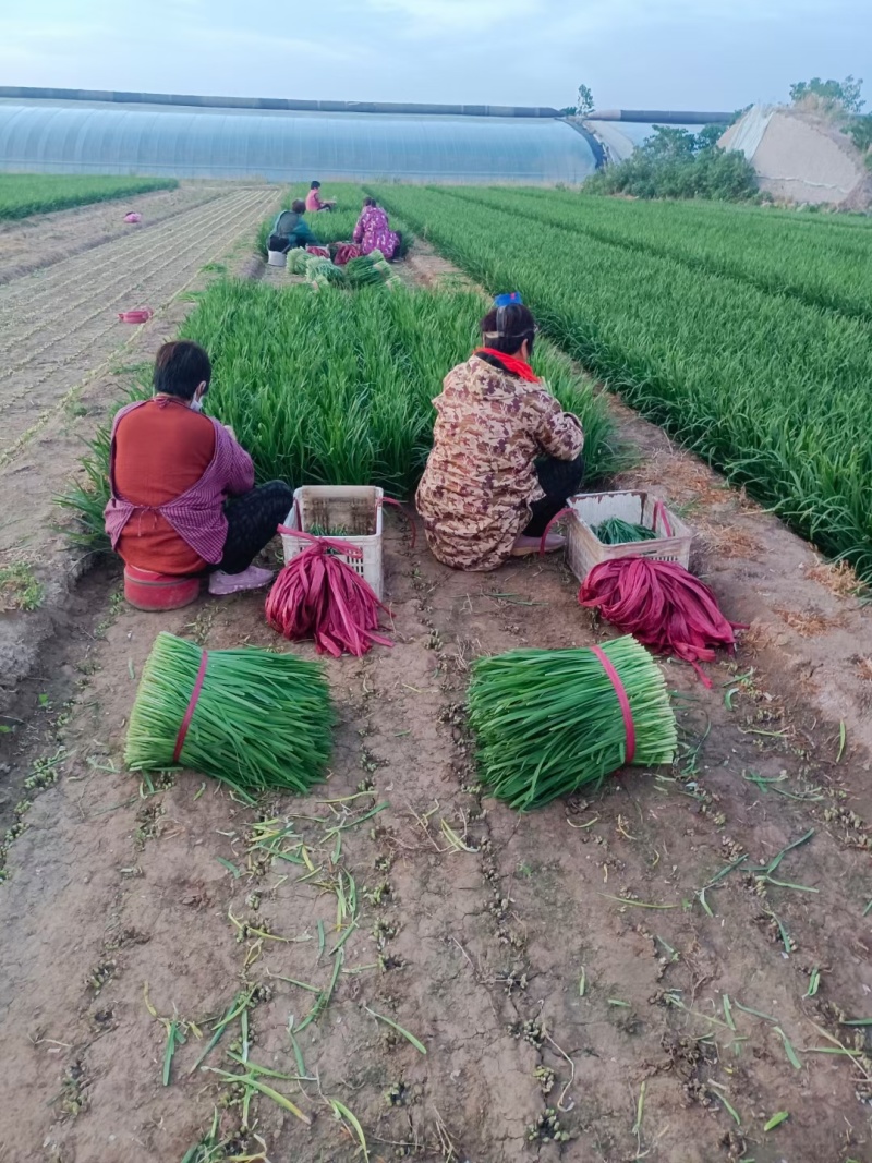 潍坊头刀韭菜，品质好，价格实惠，支持视频看货选货