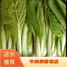 快菜 阳谷大棚蔬菜货源稳定代收代发一手货源