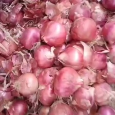 甘肃产 紫皮洋葱  8到12的精品货  大量供应