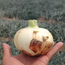 甘肃产 紫皮洋葱  8到12的精品货  大量供应