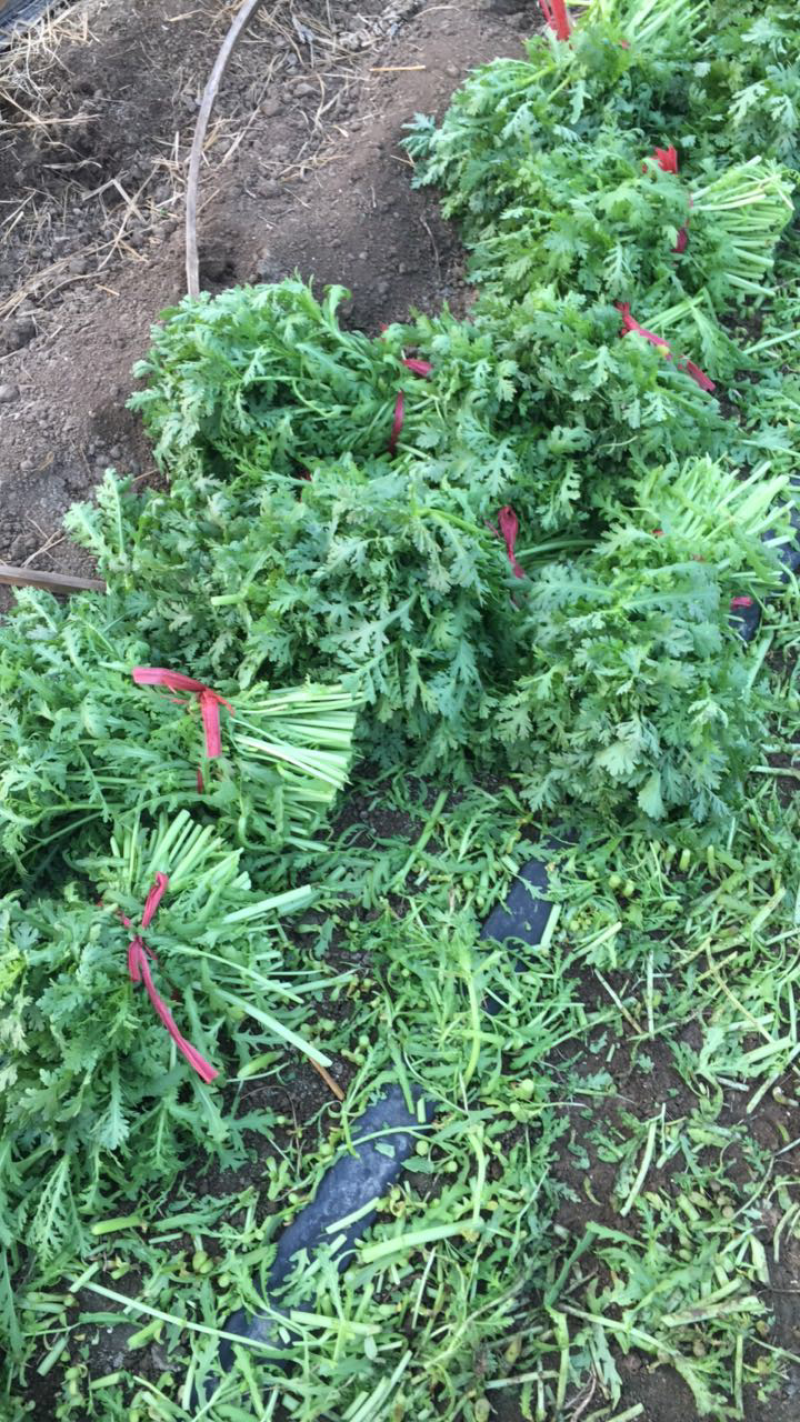 茼蒿菜超高茼蒿菜规模大货源充足（超高茼蒿菜地头装车）