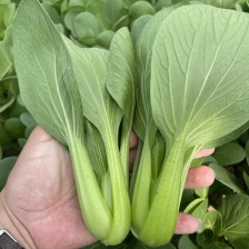 山东上海青油菜，产地直发，冷库预冷，保质保量