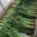 河北邯郸 精品茼蒿  诚信报价 品质对接商超