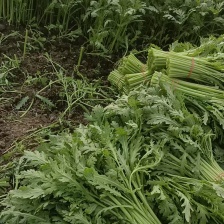 河北邯郸 精品茼蒿  诚信报价 品质对接商超