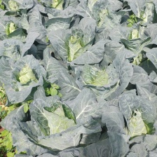 牛心甘蓝继续大量现货供应产地一手货源支持全国物流发货