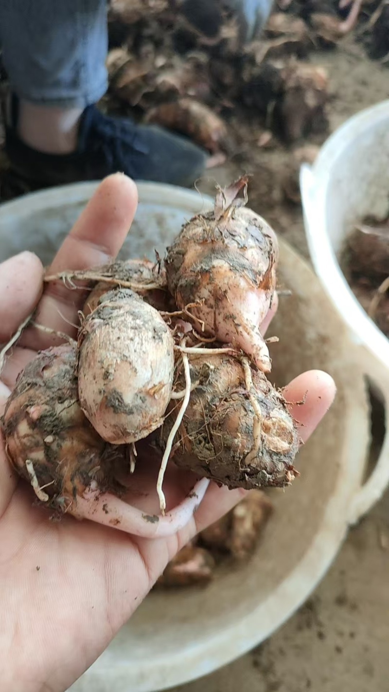 精品红香芋大量供应规格齐全 香甜软糯 口感好 产地直发