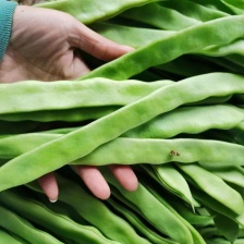 【雪豆】白芸豆 雪豆 库房大量现货 一袋40斤 价格便宜