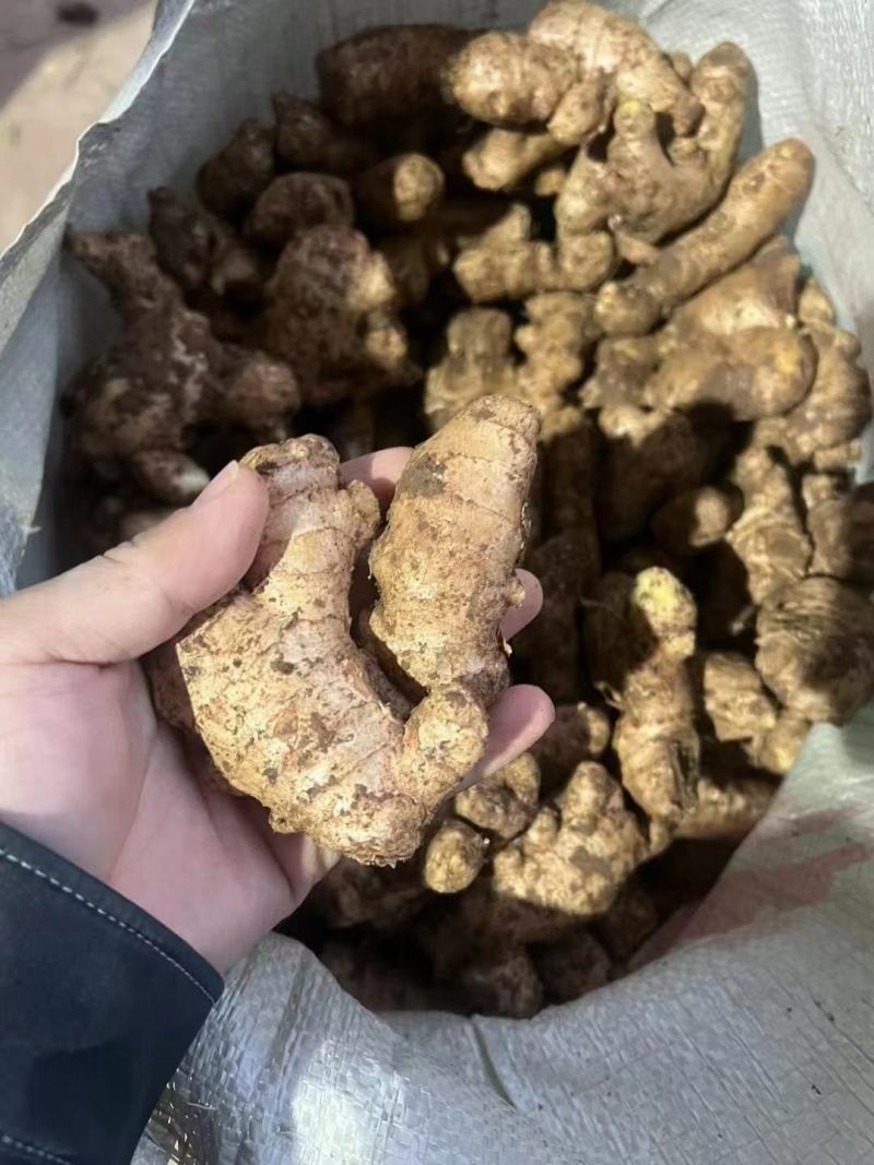 山东姜母姜巴，大量供应 对接电商商超