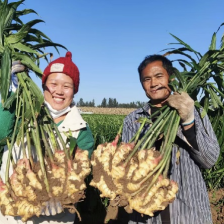 山东姜母姜巴，大量供应 对接电商商超平台