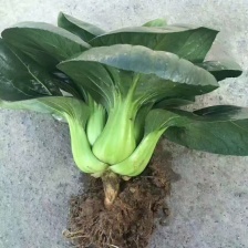 【黄心乌】安徽乌塌菜自家种植千亩一手价格净菜毛菜都有随来随装