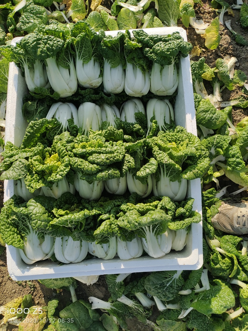 【黄心乌】安徽乌塌菜自家种植千亩一手价格净菜毛菜都有随来随装