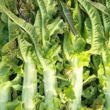 汇鑫生鲜果蔬购销