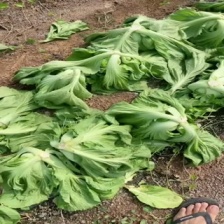 蔬菜，芥菜头腌芥菜