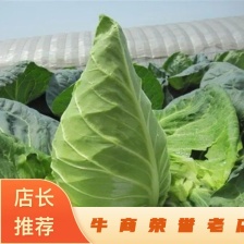 【精选】扁包菜 产地一手货源 现货现发 欢迎咨询合作