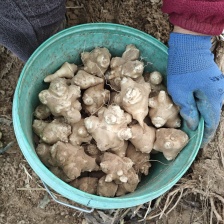 菊芋，滞销的菊芋，白洋姜