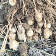 菊芋，滞销的菊芋，白洋姜