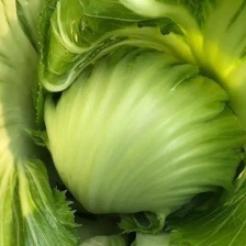 芥菜 芥菜球，产地直发，大量上市源自核心主产区，自然孕育