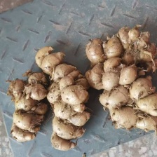 精品沙姜，有货，价格实惠