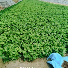 散叶生菜 6两~1.84两，质量好，价格稳定，诚信经营！