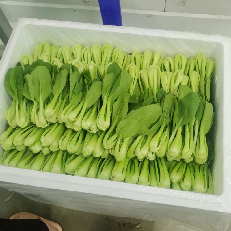 《上海青&小油菜》安徽太和/太和油菜/常年供应/全国发货