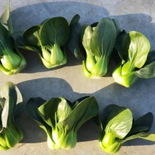 《上海青&小油菜》安徽太和/太和油菜/常年供应/全国发货