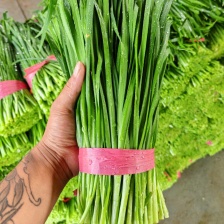 大棚韭菜上市中可代发全国