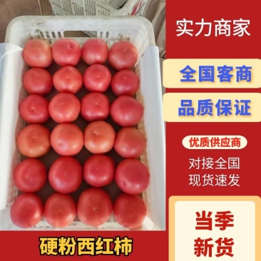 （精品推荐）山东<font color=red>西红柿</font>/硬粉<font color=red>西红柿</font>/