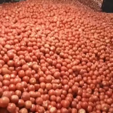 （精品推荐）山东西红柿/硬粉西红柿/大棚种植/质量三包