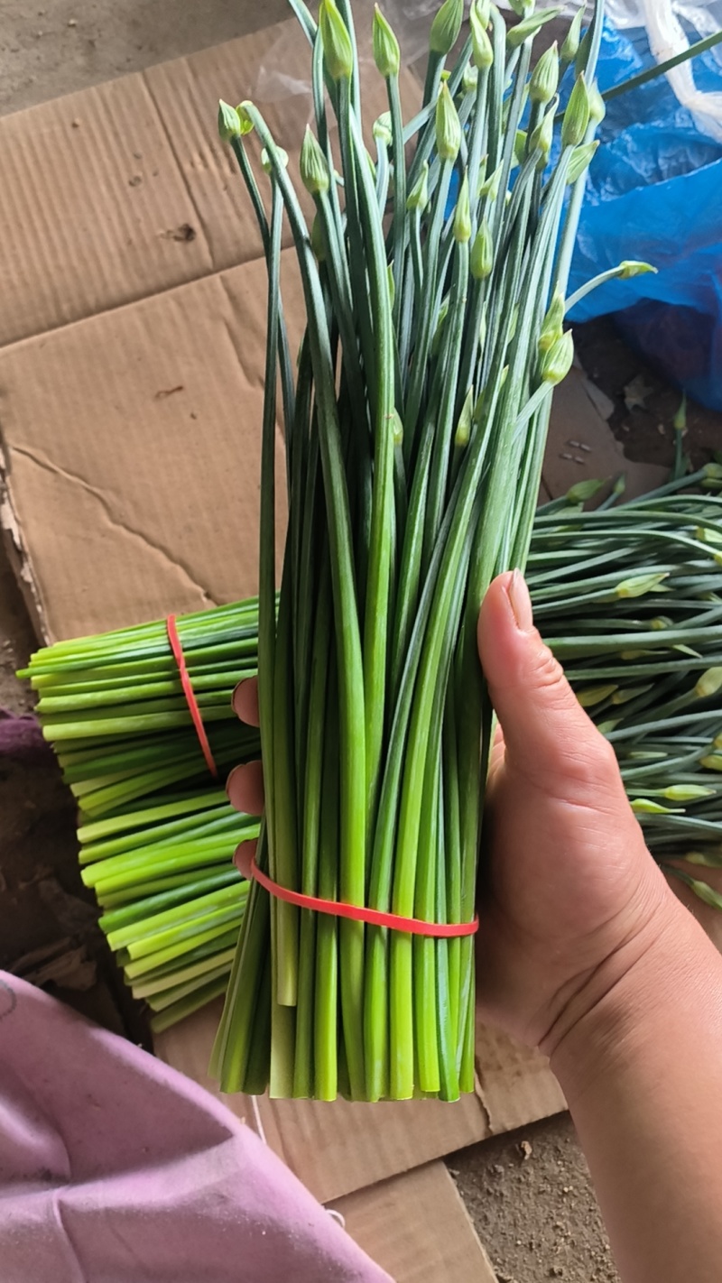 韭苔昌黎韭苔大量上市供应全国各大市场超市
