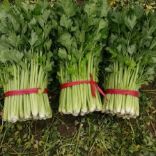 芹菜，美国西芹，大白菜。鲜辣椒等。万亩基地直供