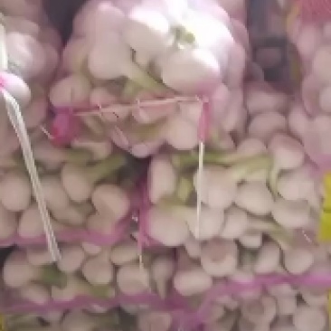 山东平邑新鲜杂交红皮白皮蒜新鲜现挖品质优产地直销代发市场