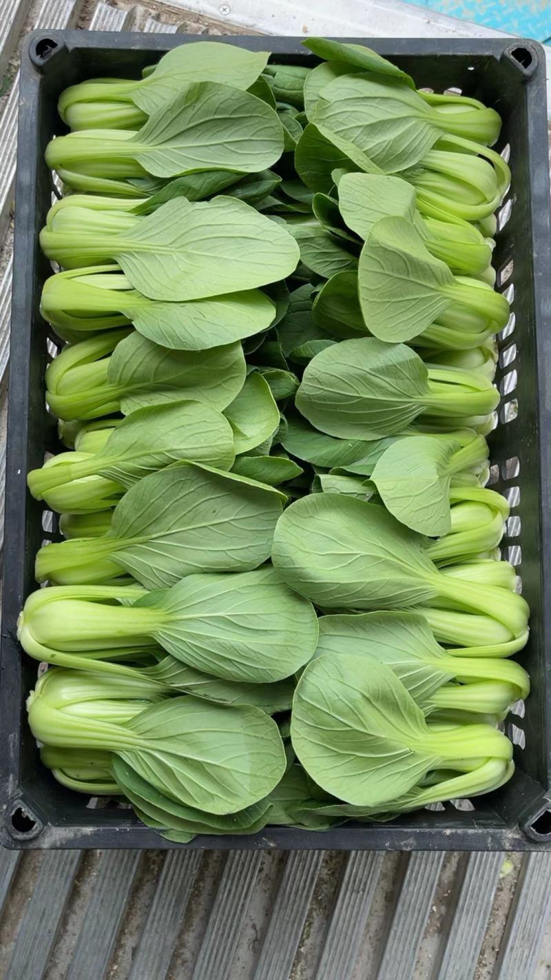 【实力】精品上海青，产地直供一条龙服务，大量供应大中小颗