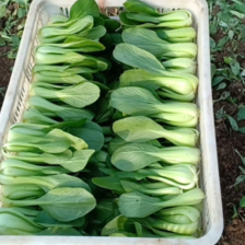 【实力】精品上海青，产地直供一条龙服务，大量供应大中小颗